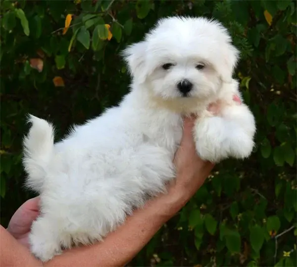 Portée de Coton de Tuléar, élevage De Dame Nature