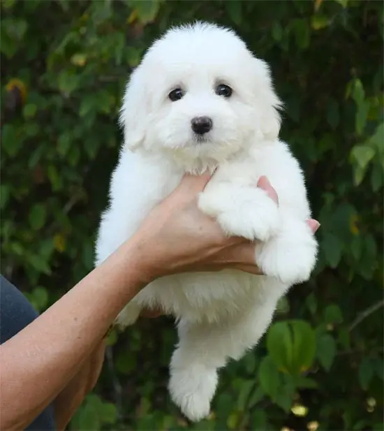 Chiot, Coton de Tuléar, élevage De Dame Nature