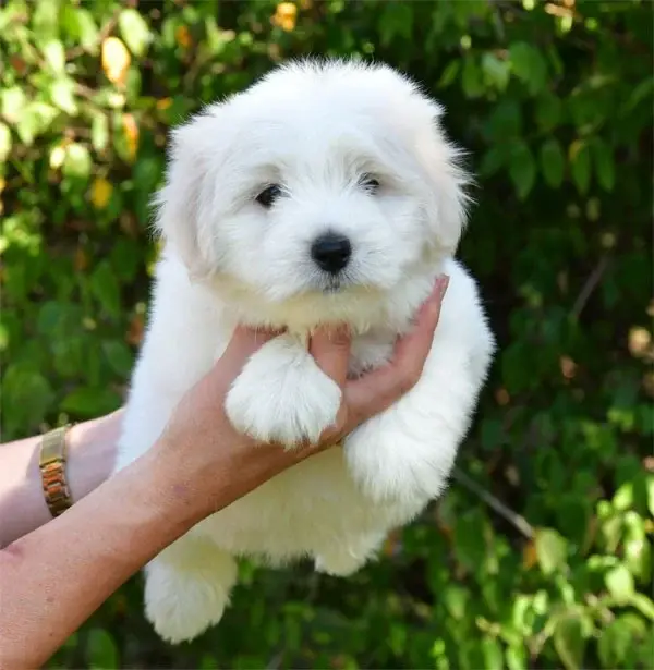 Chiot, Coton de Tuléar, élevage De Dame Nature