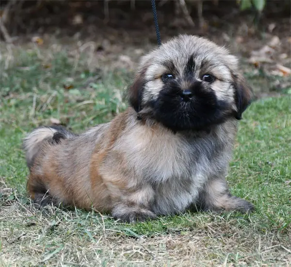 Portée de Lhassa apso, élevage De Dame Nature