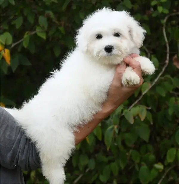 Portée de Coton de Tuléar, élevage De Dame Nature