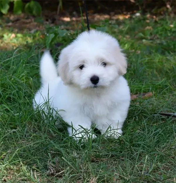Portée de Coton de Tuléar, élevage De Dame Nature