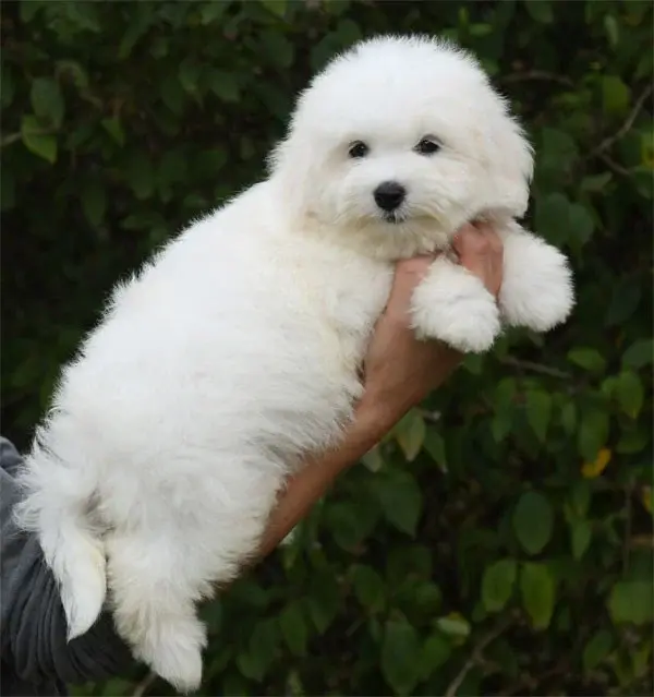 Portée de Coton de Tuléar, élevage De Dame Nature