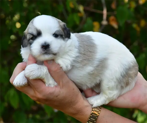 Portée de Coton de Tuléar, élevage De Dame Nature