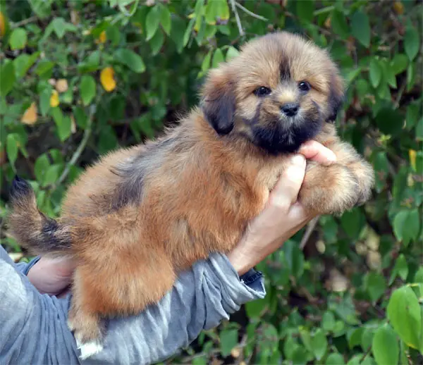 Chiot, Lhassa apso, élevage De Dame Nature