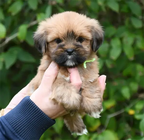 Chiot, Lhassa apso, élevage De Dame Nature