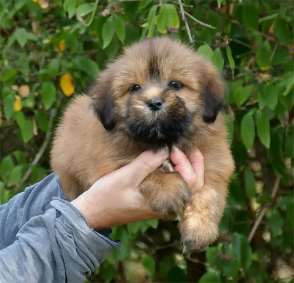 Portée de Lhassa apso, élevage De Dame Nature