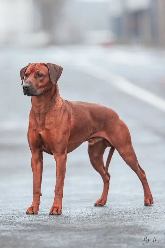 Père de la portée de Rhodesian ridgeback, élevage Du Royaume de l'Espina