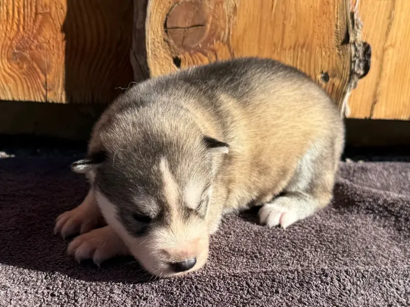 Chiot, Husky sibérien, élevage De l'Oree du Vercors