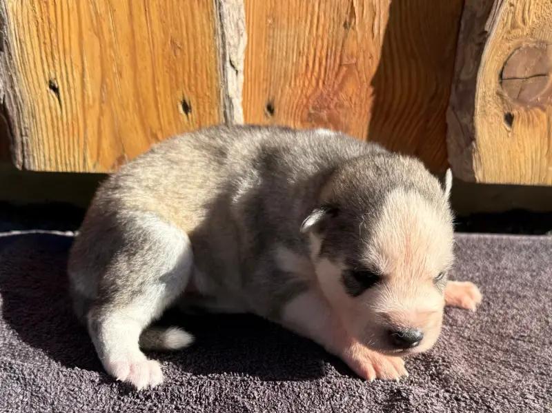 Chiot, Husky sibérien, élevage De l'Oree du Vercors