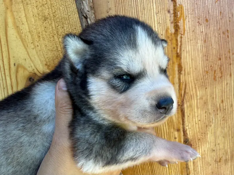 Portée de Husky sibérien, élevage De l'Oree du Vercors