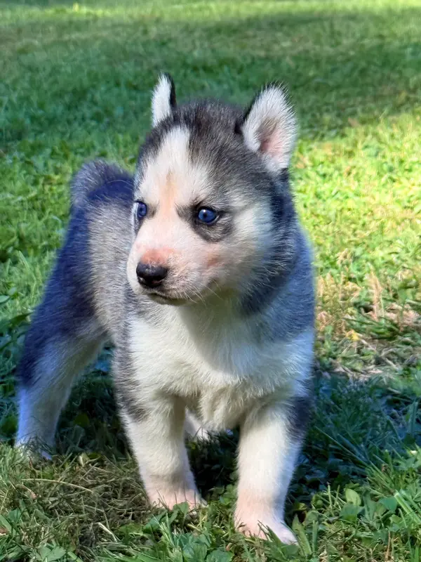Femelle N°5 grise aux yeux bleus, Husky sibérien, élevage De l'Oree du Vercors