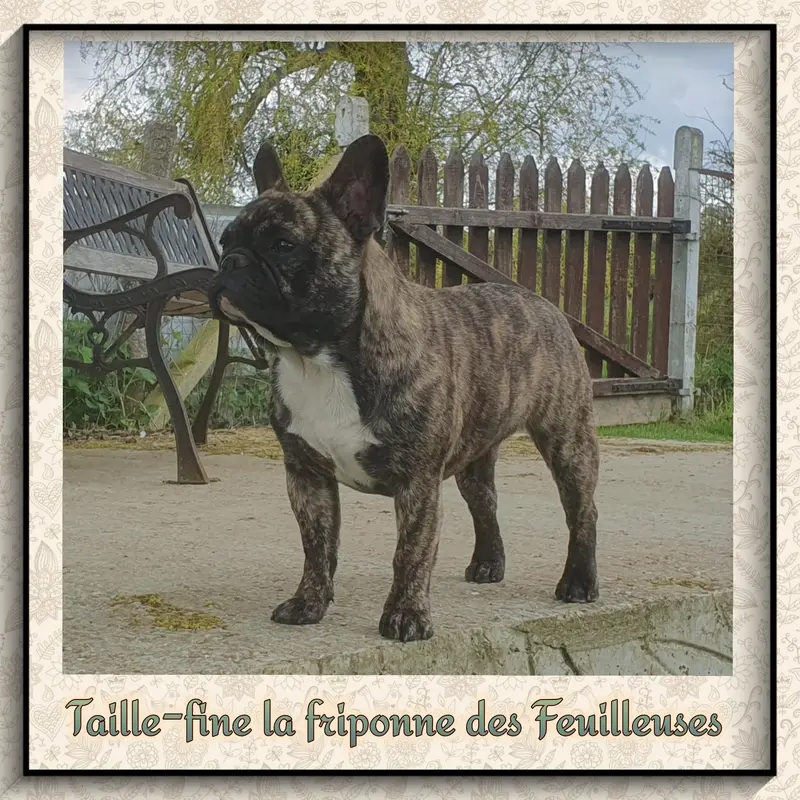Photo de l'élevage Des Feuilleuses