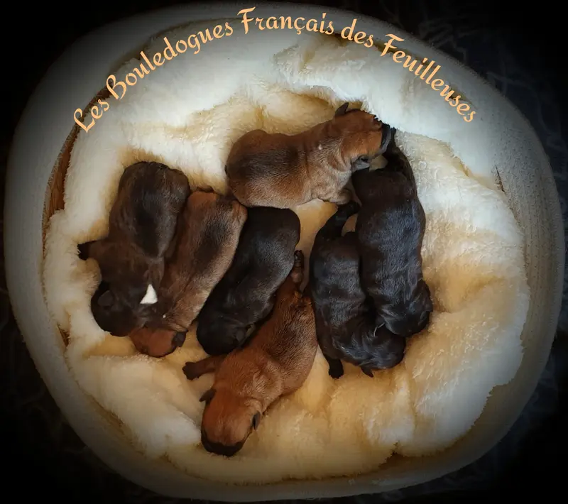 Photo de l'élevage Des Feuilleuses