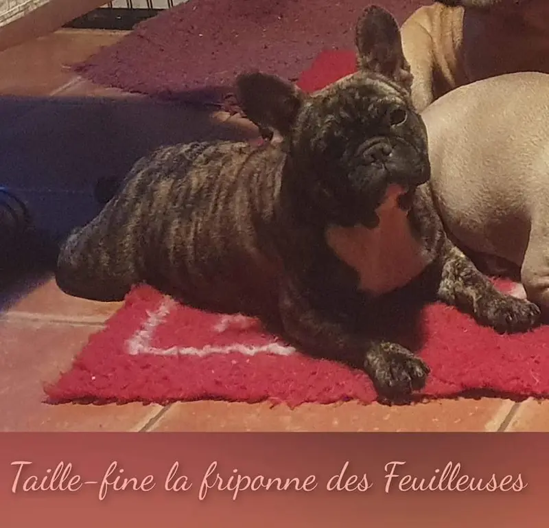 Photo de l'élevage Des Feuilleuses
