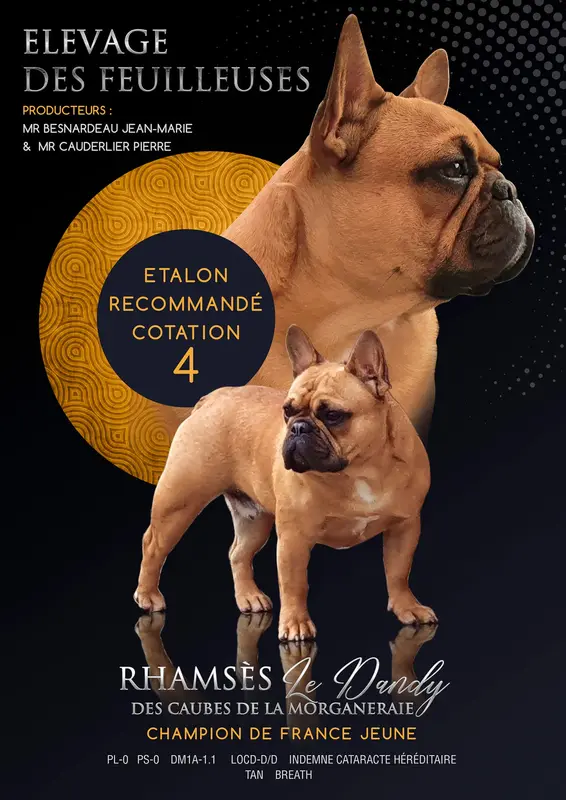 Père de la portée de Bouledogue français, élevage Des Feuilleuses