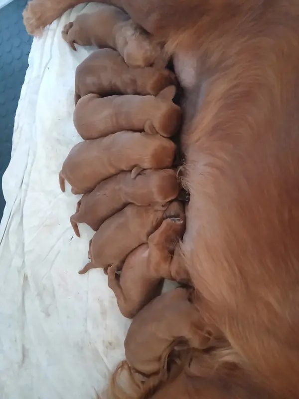 Portée de Setter irlandais rouge, élevage Des Solos de Rory