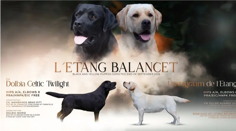 Portée de Labrador retriever, élevage De l'Etang Balancet