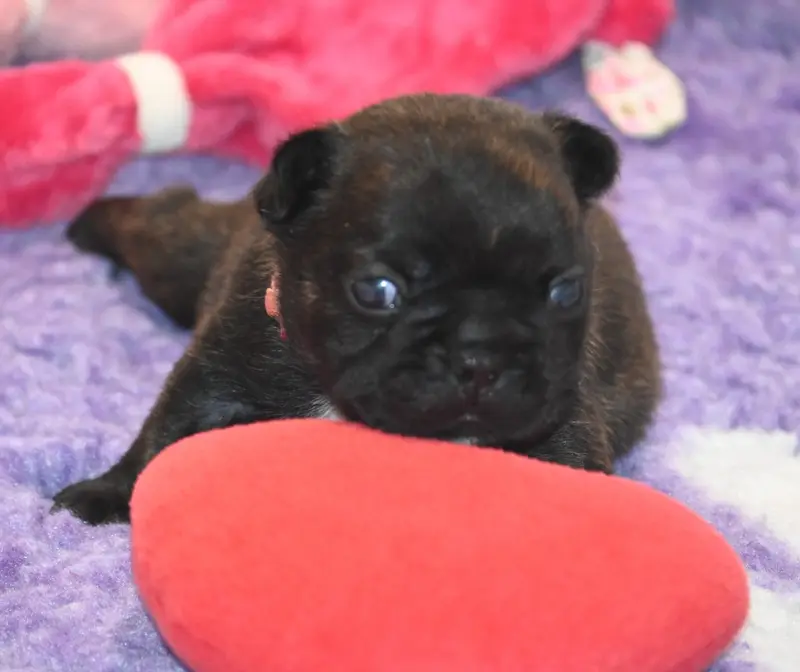Chiot, Bouledogue français, élevage Des Nuits de Reves