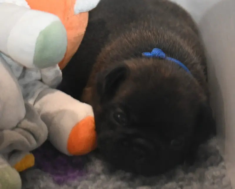 Bébé Pinguing, Bouledogue français, élevage Des Nuits de Reves