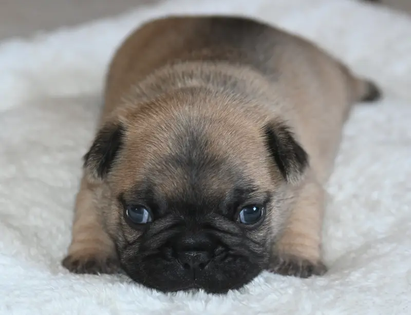 Chiot, Bouledogue français, élevage Des Nuits de Reves