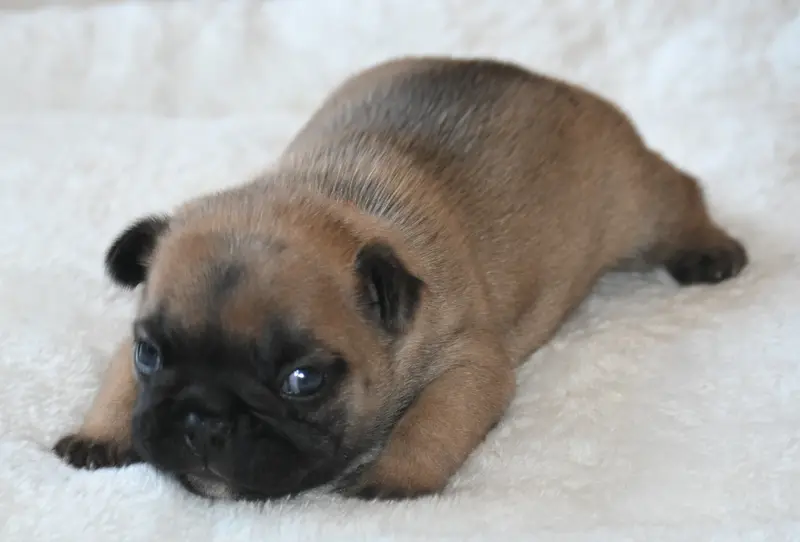 Bacchus, Bouledogue français, élevage Des Nuits de Reves