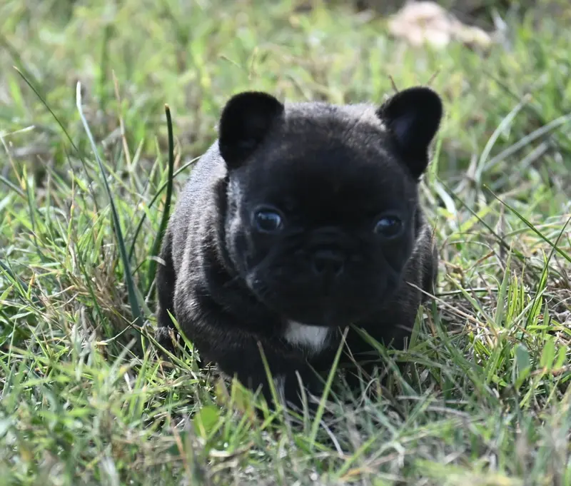 Portée de Bouledogue français, élevage Des Nuits de Reves