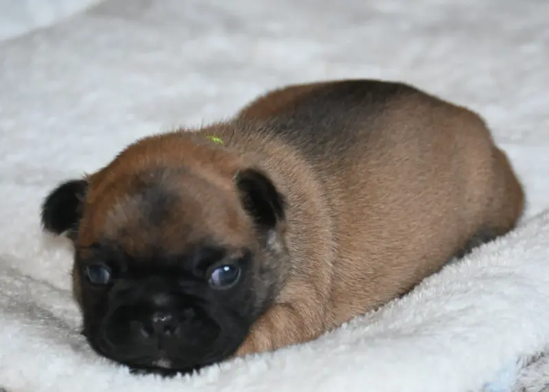 Chiot, Bouledogue français, élevage Des Nuits de Reves