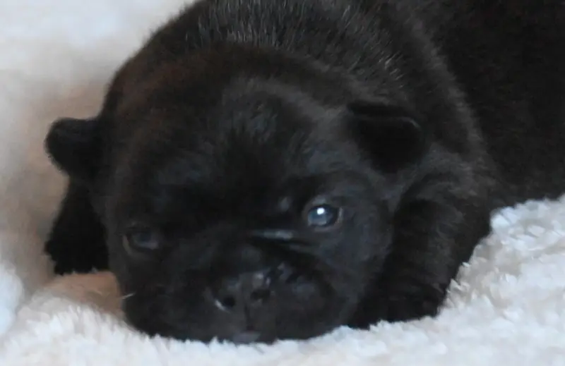 Bandit, Bouledogue français, élevage Des Nuits de Reves