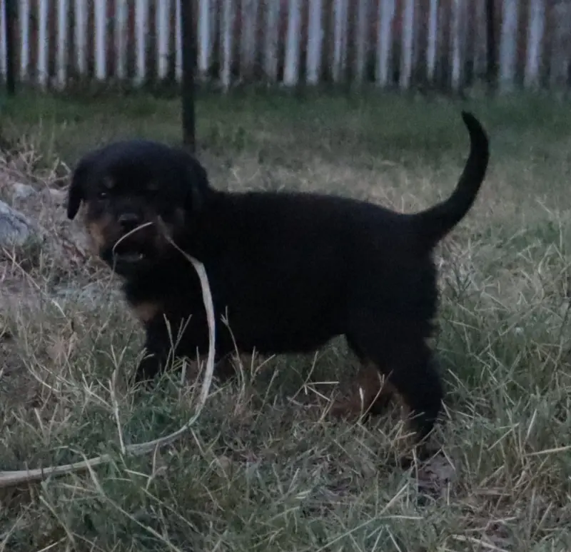 BLOOM Collier Jaune, Rottweiler, élevage De la Licorne Noire