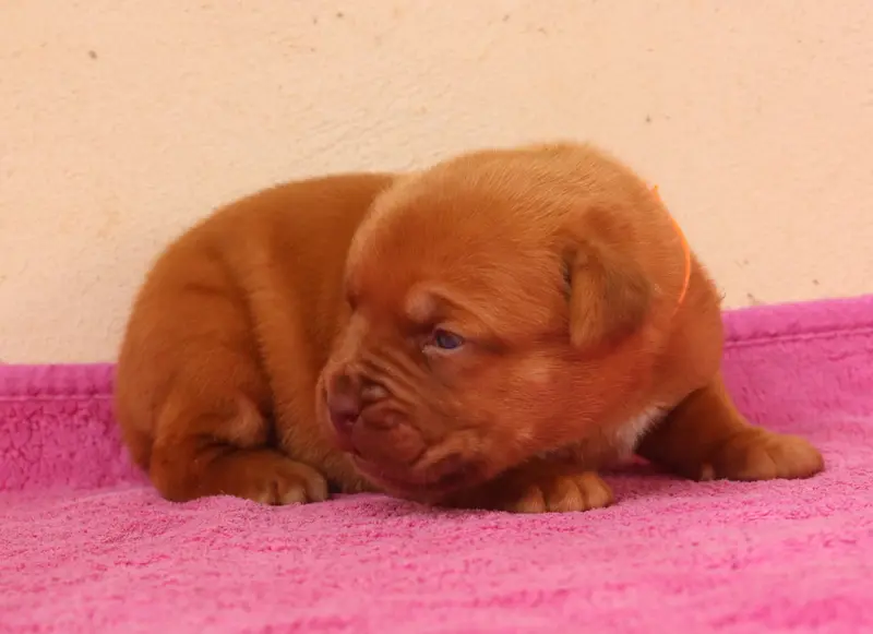 Portée de Dogue de Bordeaux, élevage De la Licorne Noire