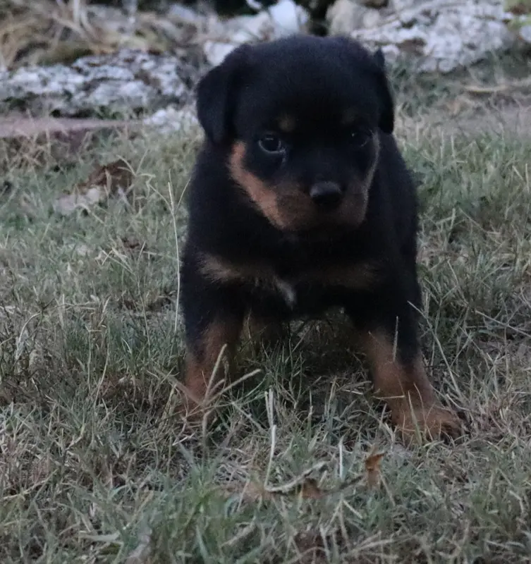 Collier Rose, Rottweiler, élevage De la Licorne Noire