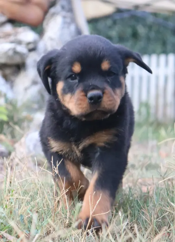 B'RAGNAR Collier Blanc, Rottweiler, élevage De la Licorne Noire