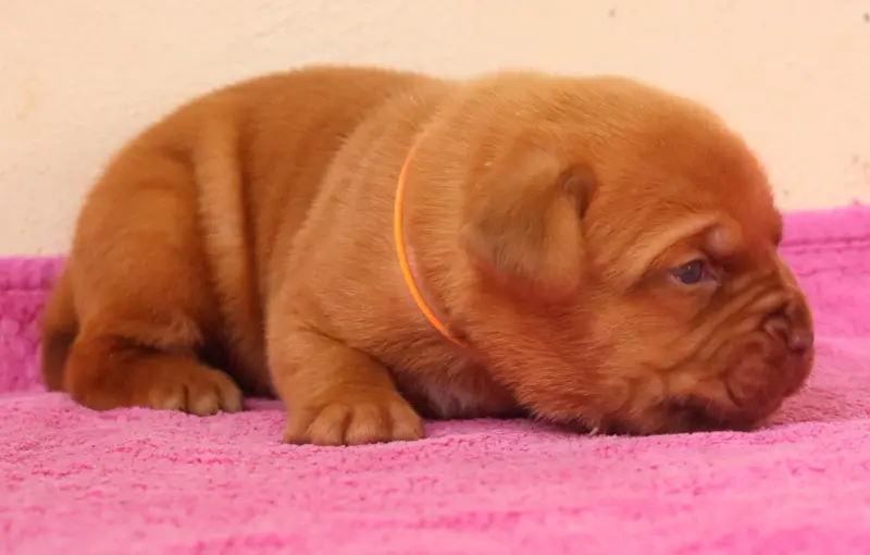 Portée de Dogue de Bordeaux, élevage De la Licorne Noire