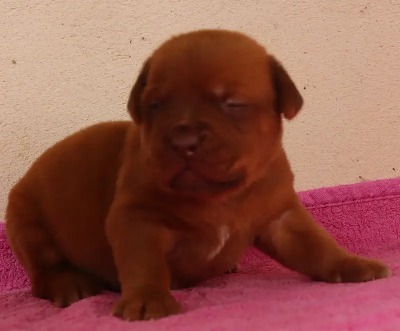 Portée de Dogue de Bordeaux, élevage De la Licorne Noire