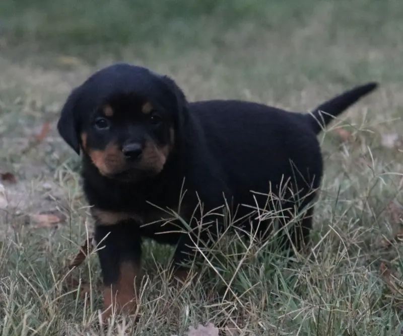 Collier Vert, Rottweiler, élevage De la Licorne Noire