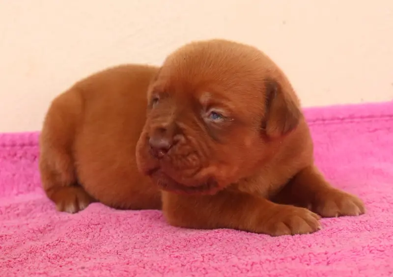Portée de Dogue de Bordeaux, élevage De la Licorne Noire