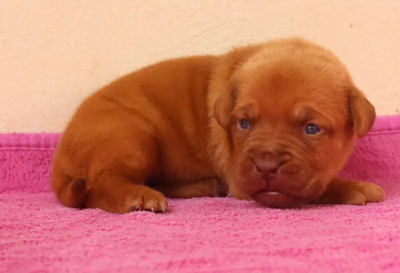 Portée de Dogue de Bordeaux, élevage De la Licorne Noire