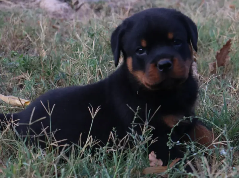 BRACO Collier Bleu, Rottweiler, élevage De la Licorne Noire