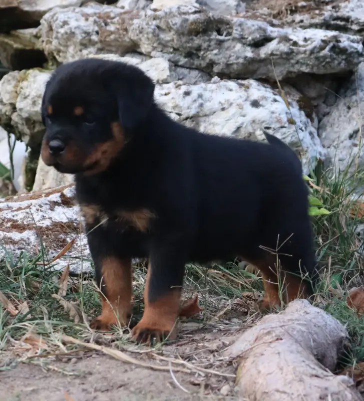 BAÏKO Collier Noir, Rottweiler, élevage De la Licorne Noire