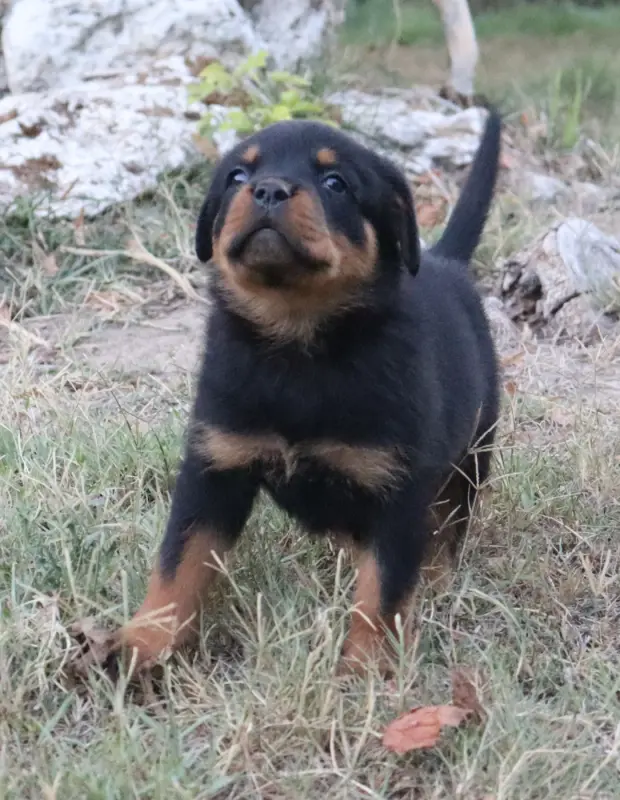 B'LOKI Collier Rouge, Rottweiler, élevage De la Licorne Noire