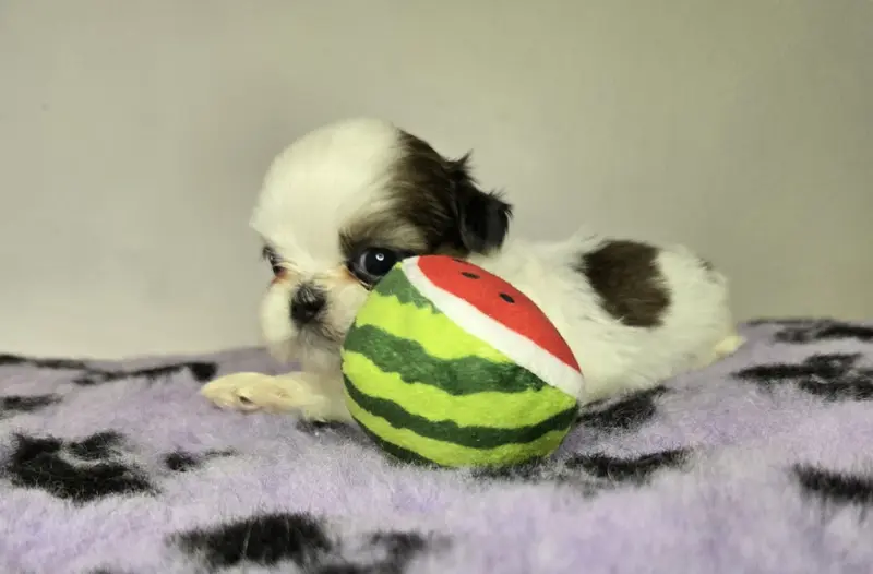 Chiot N°2 toute petite, Shih tzu, élevage De Hillsbury