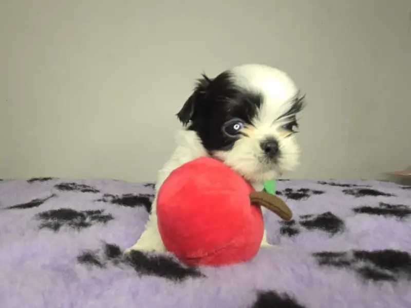 Chiot N°5 toute petite, Shih tzu, élevage De Hillsbury
