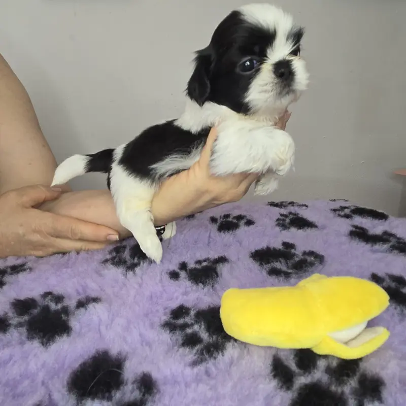Chiot N°1 petit gabarit, Shih tzu, élevage De Hillsbury