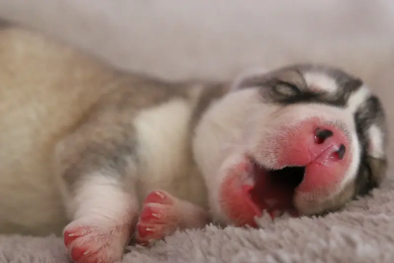 Portée de Husky sibérien, élevage Of Nordic Forest