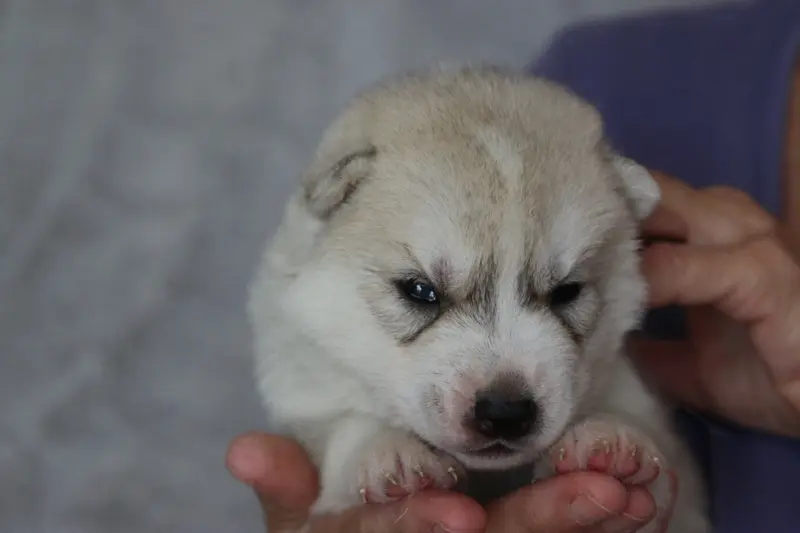 Chiot, Husky sibérien, élevage Of Nordic Forest