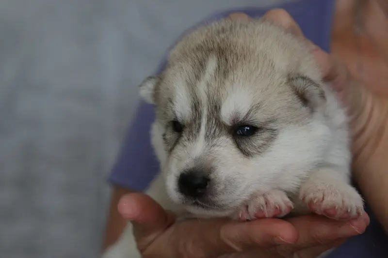 Chiot, Husky sibérien, élevage Of Nordic Forest