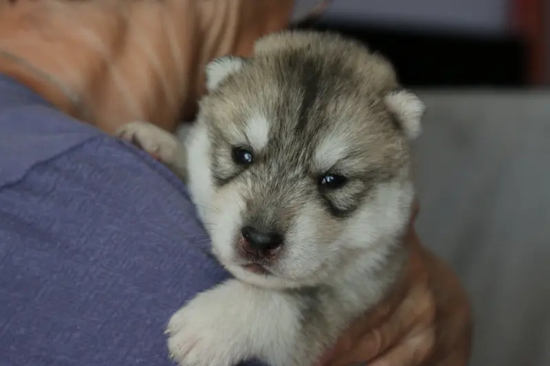 Chiot, Husky sibérien, élevage Of Nordic Forest