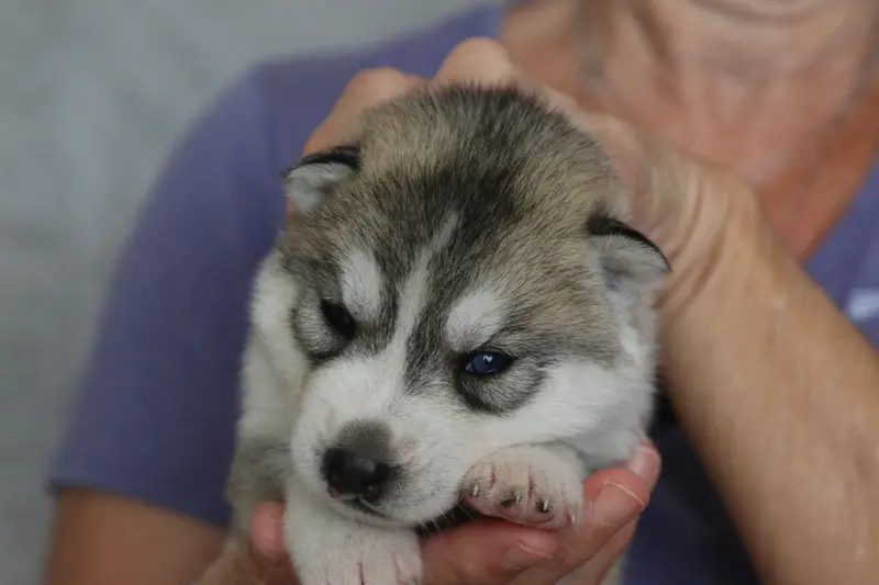 Chiot, Husky sibérien, élevage Of Nordic Forest