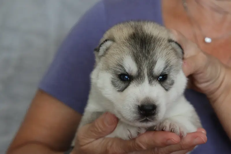 Chiot, Husky sibérien, élevage Of Nordic Forest